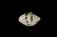 藏品(斑馬峨螺)的圖片